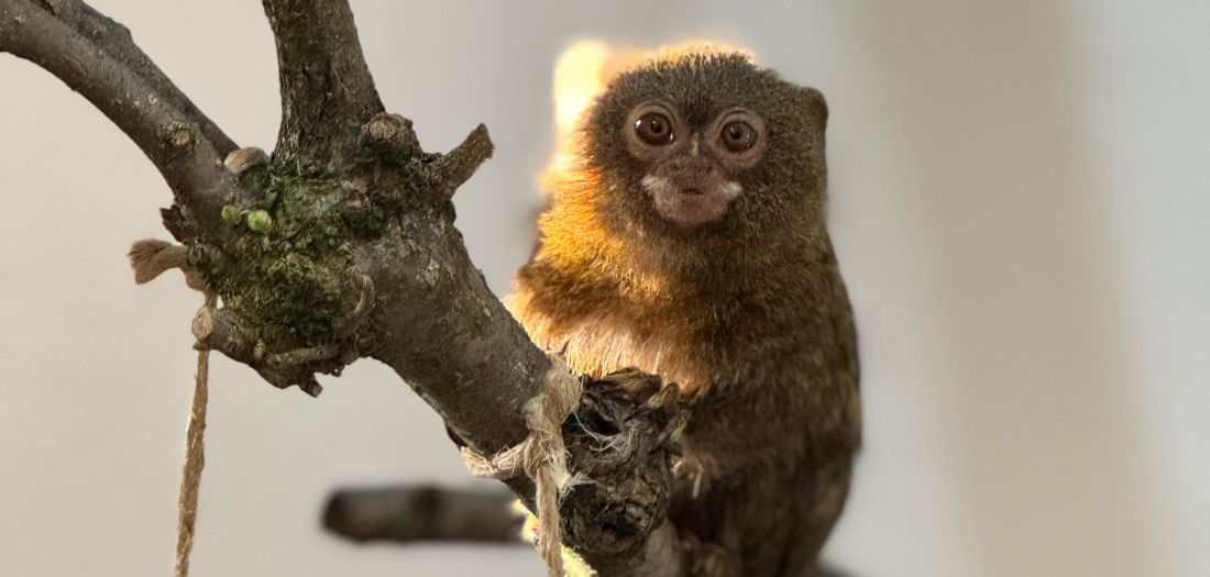 U Zoo Zagreb stigla dva mužjaka najmanjih primata na svijetu