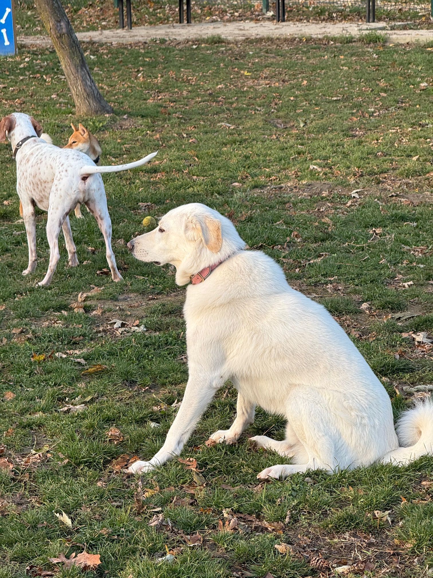 pseci park jarun zagreb chloe louis