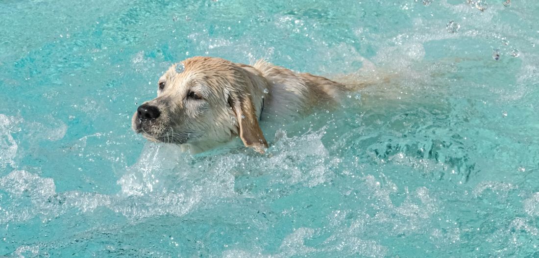 pseci park u hrvatskoj becu recenzije zakon komunalno