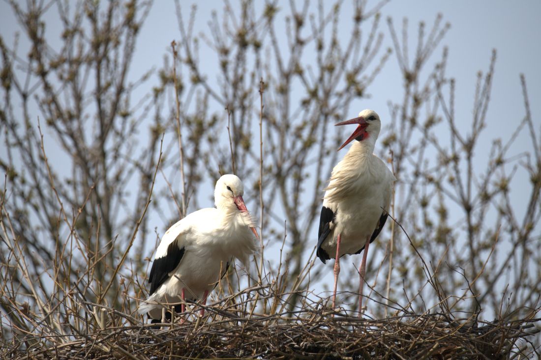 rode se vratile u zagreb 2026 roda