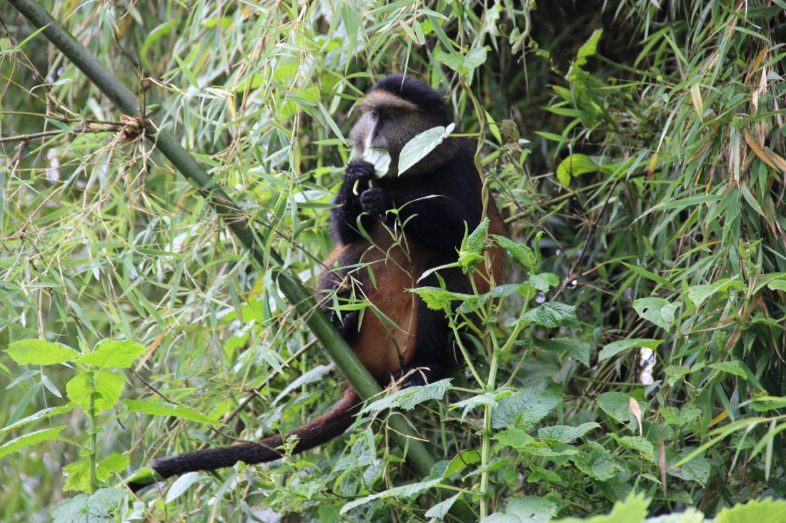 Ruanda nacionalni park zlatni majmun