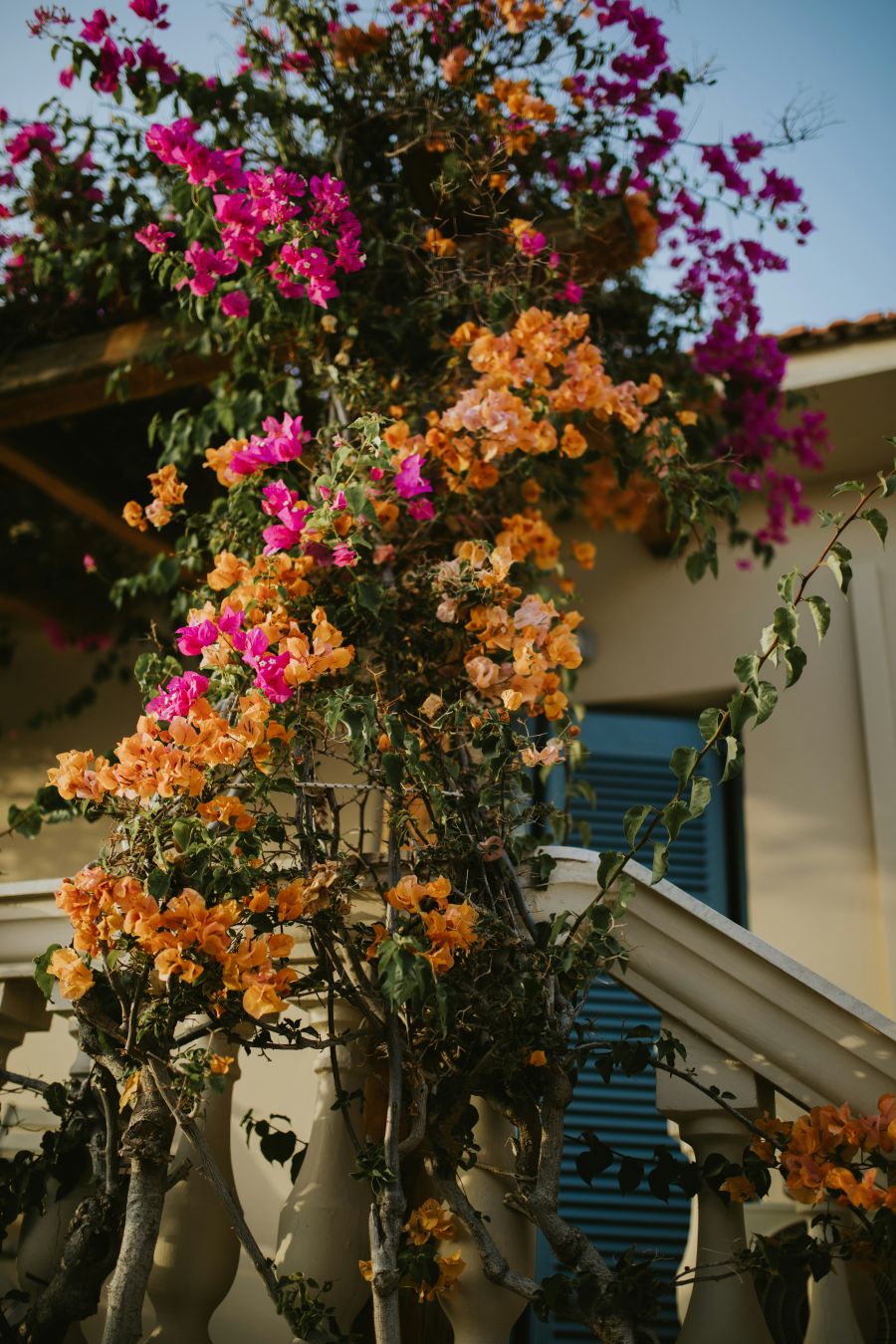 Vajgela cvjetni grm za sadnju na terasi vrt balkon