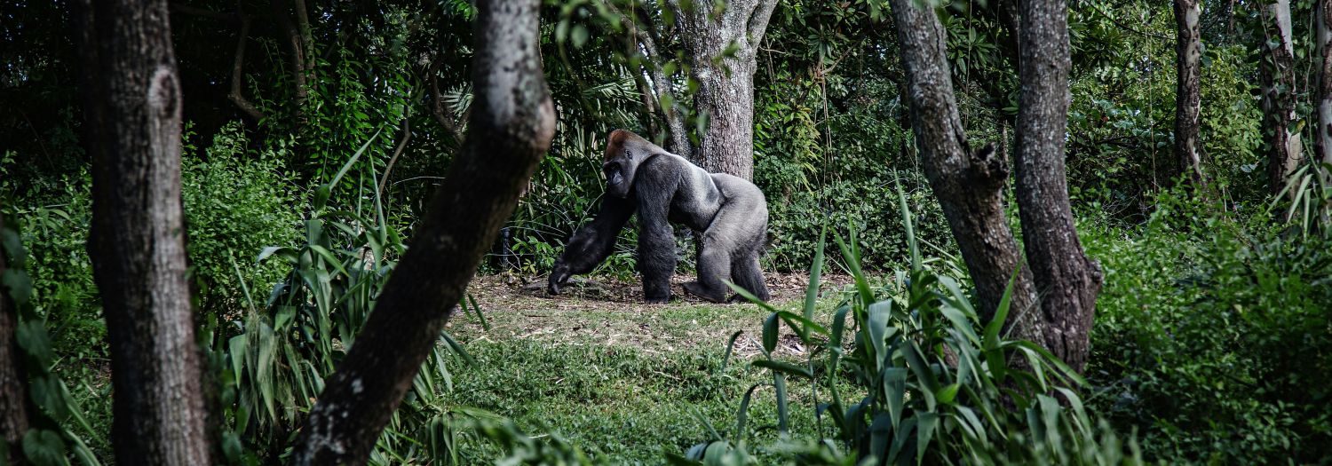 afrika gorile gorila ruanda rwanda