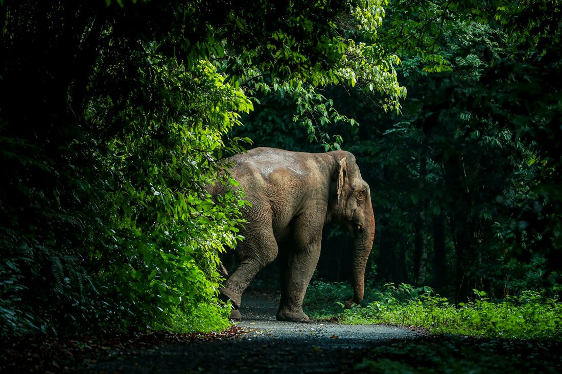 afrika ruanda rwanda slon