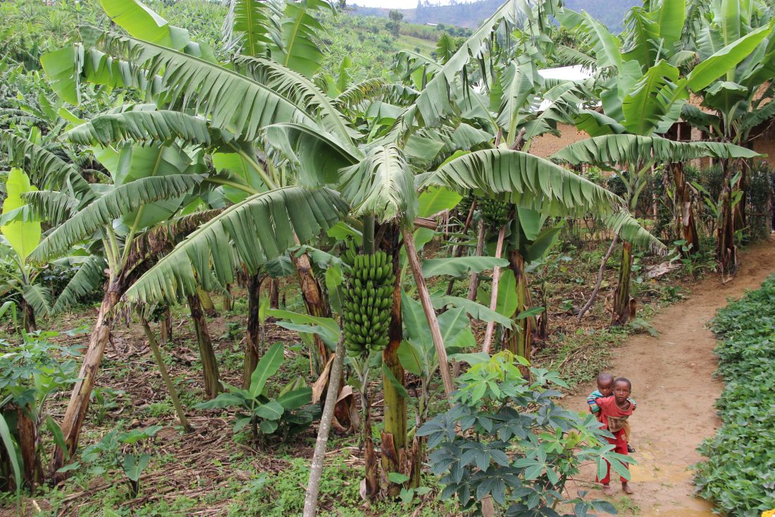 afrika stablo banana ruanda djeca ruande