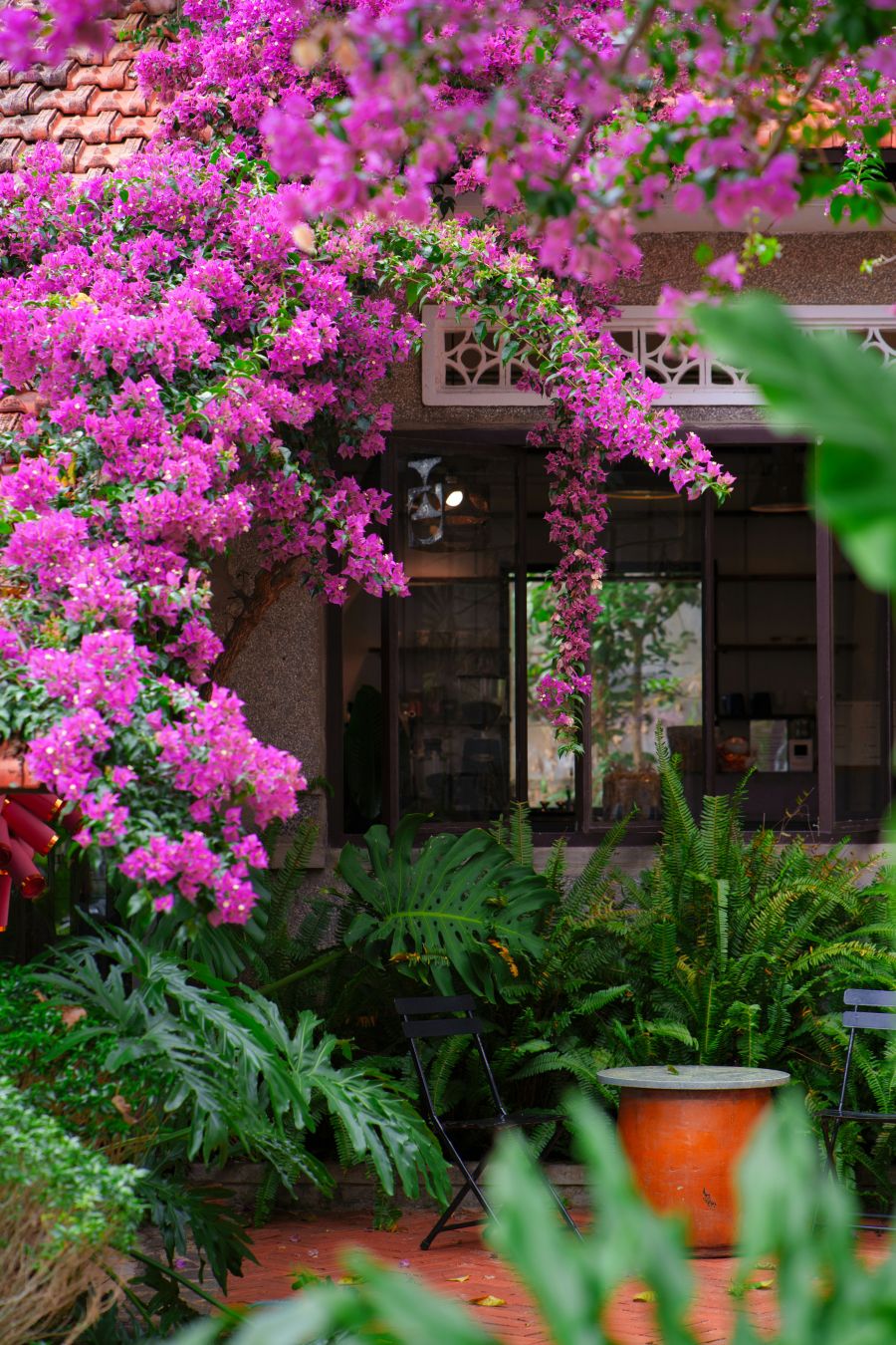 bugenvilija mediteranska biljka za vrt terasu