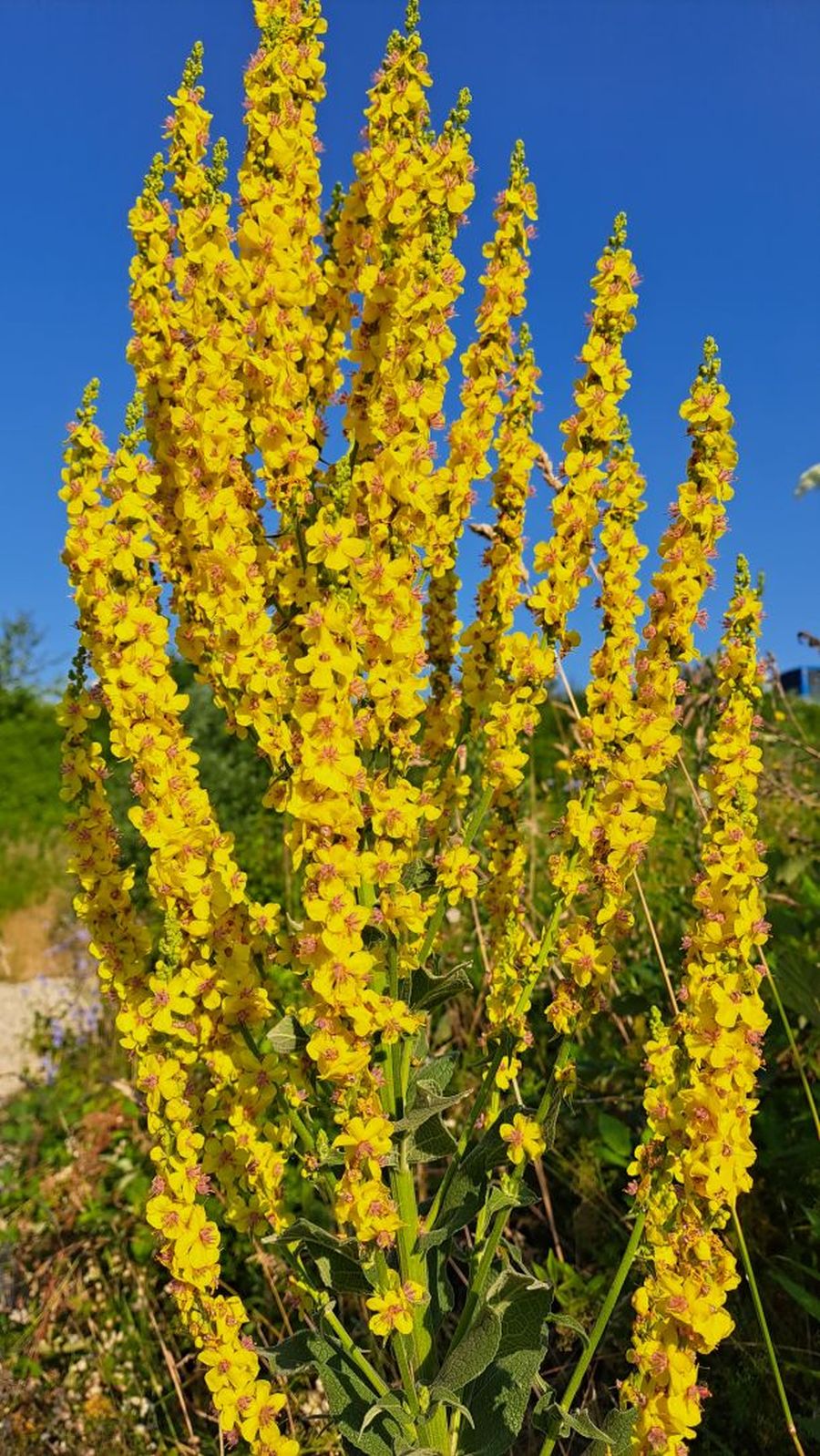 divizma ljekovita biljka u vrtu cvijet divizme