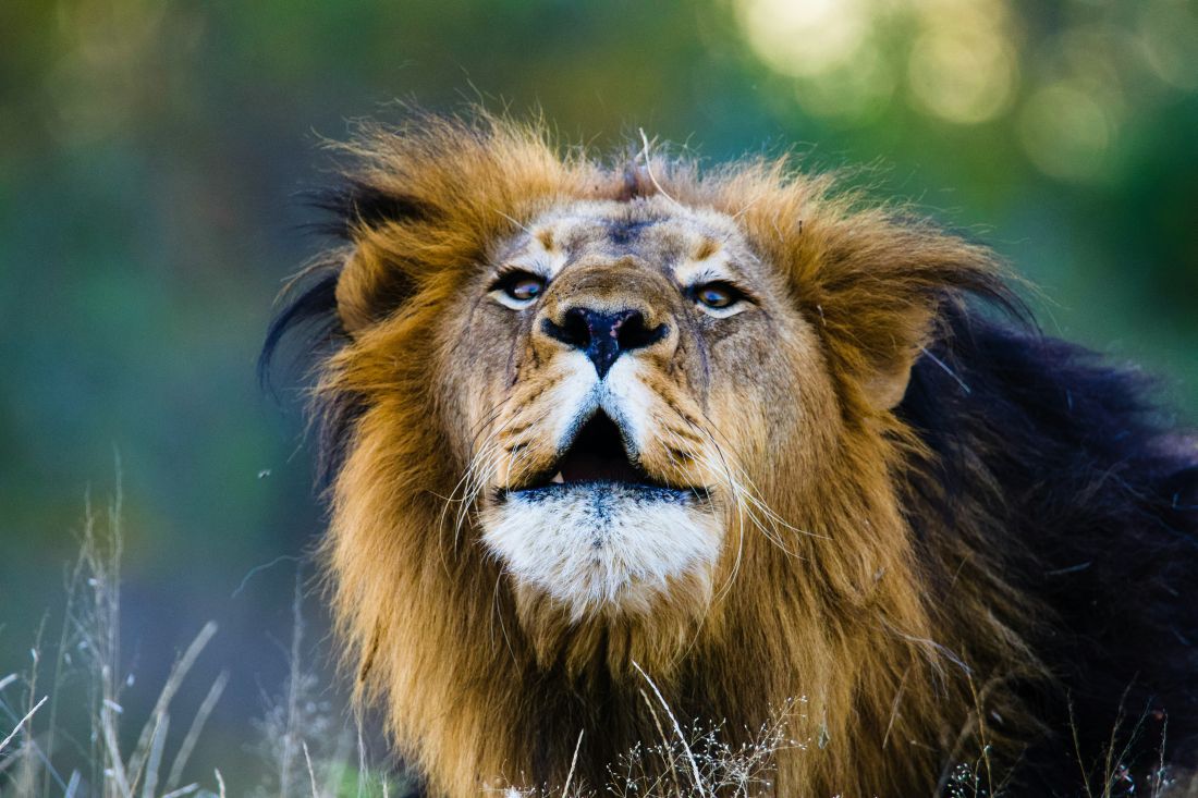 lav zanimljivosti wish zoo lavovi