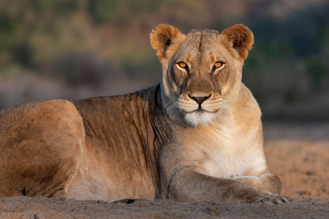 lavica kraljica savane i kraljica lava lav