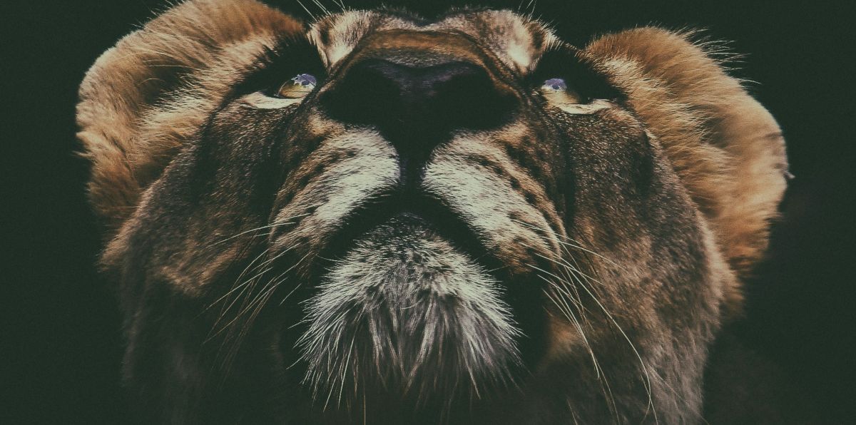 lavica zanimljivosti o lavicama safari