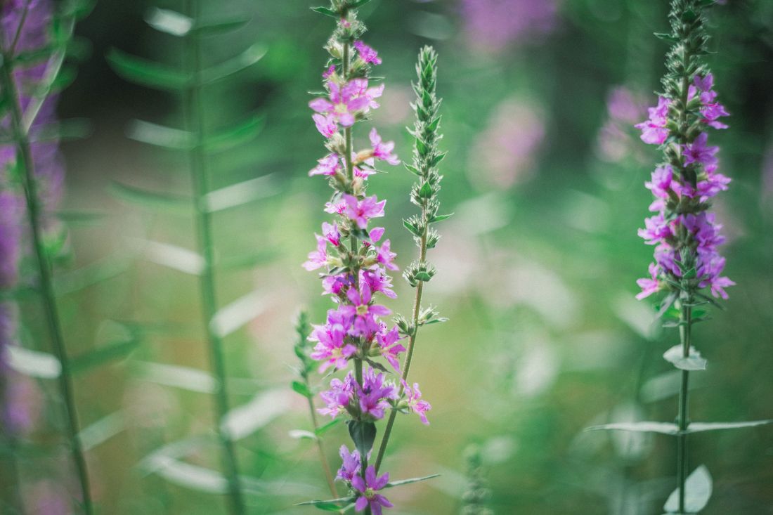 ljekovita Verbascum thapsus divizma ukrasna biljka za vrt terasu