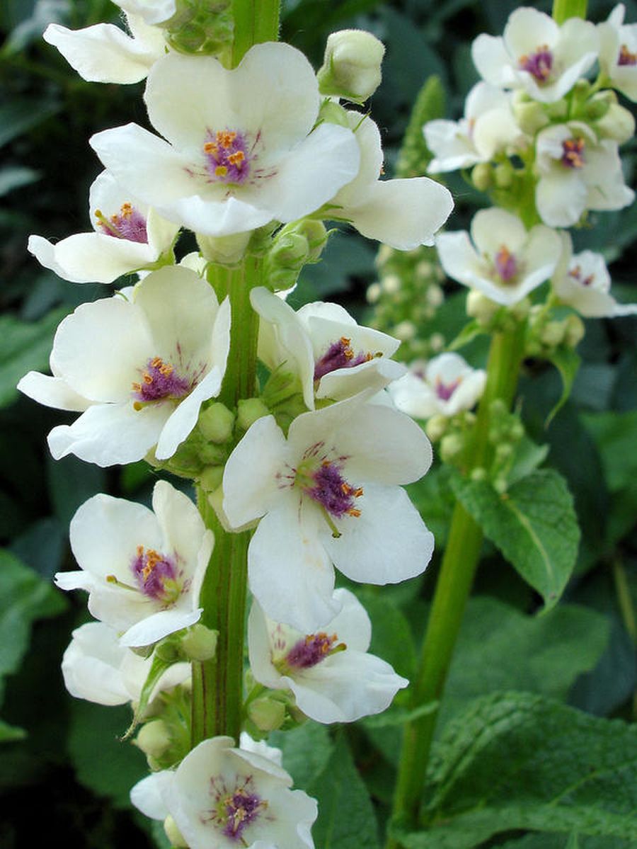 ljekovite i ukrasne biljke za vrt tegle