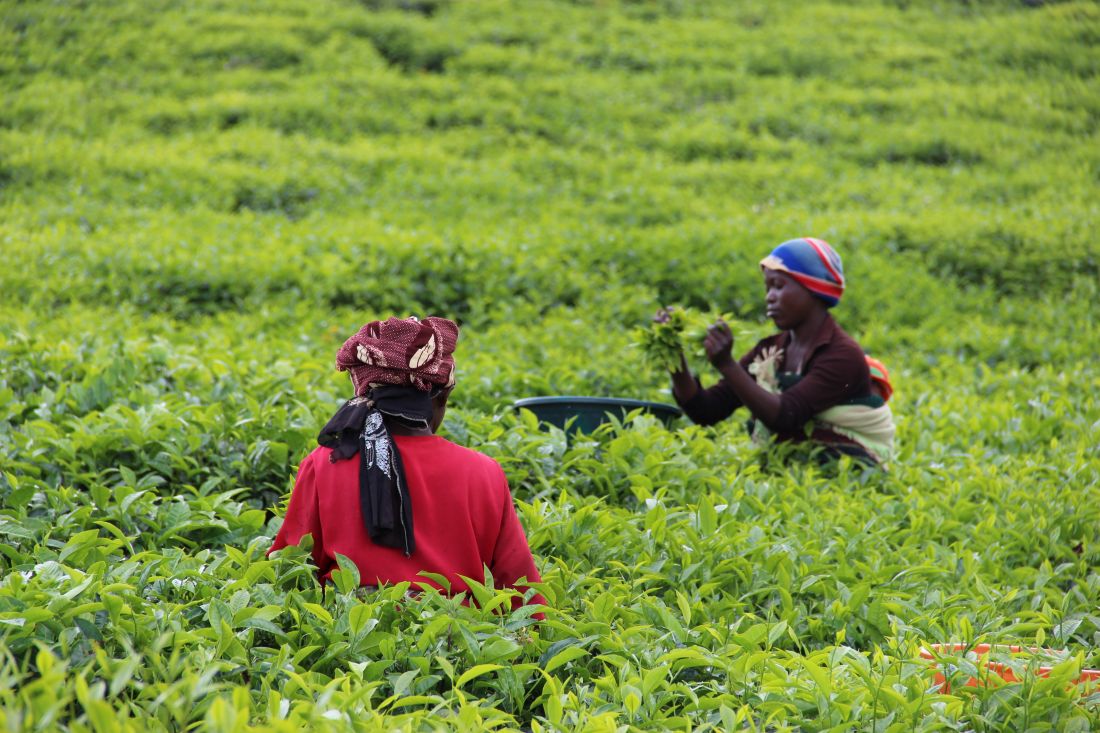 rwanda ruanda zeleni caj beraci caja afrika