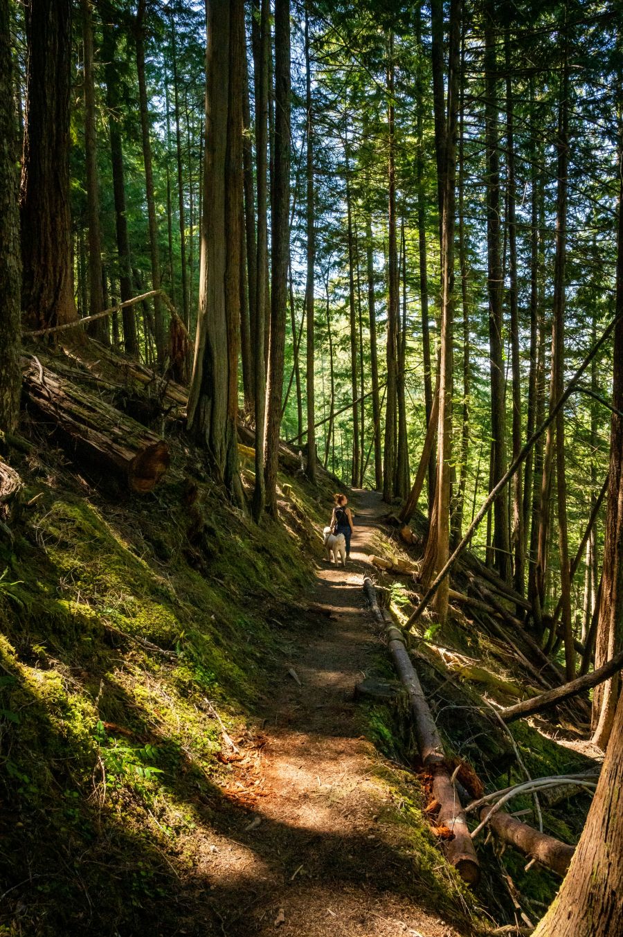 Forest bathing zivot u prirodi