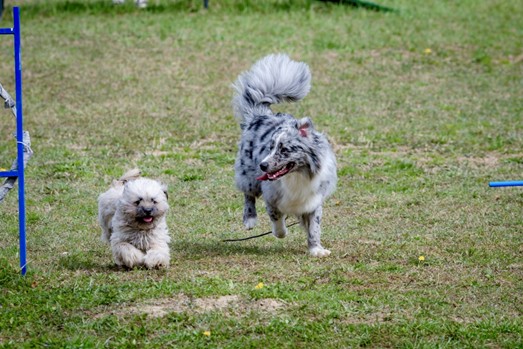 dog day zagreb 15 lipanja2026