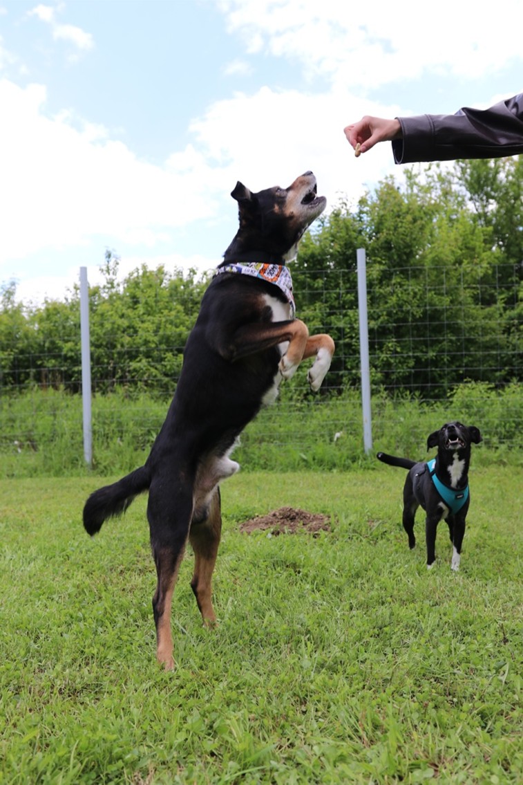 pas pseci park dog day zagreb lipanja2026