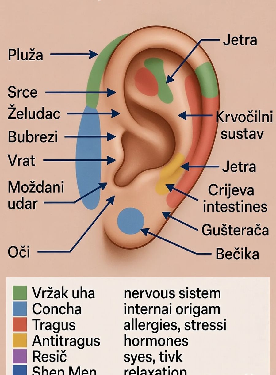 uho-organi-na-usima-tocke-na-uhu