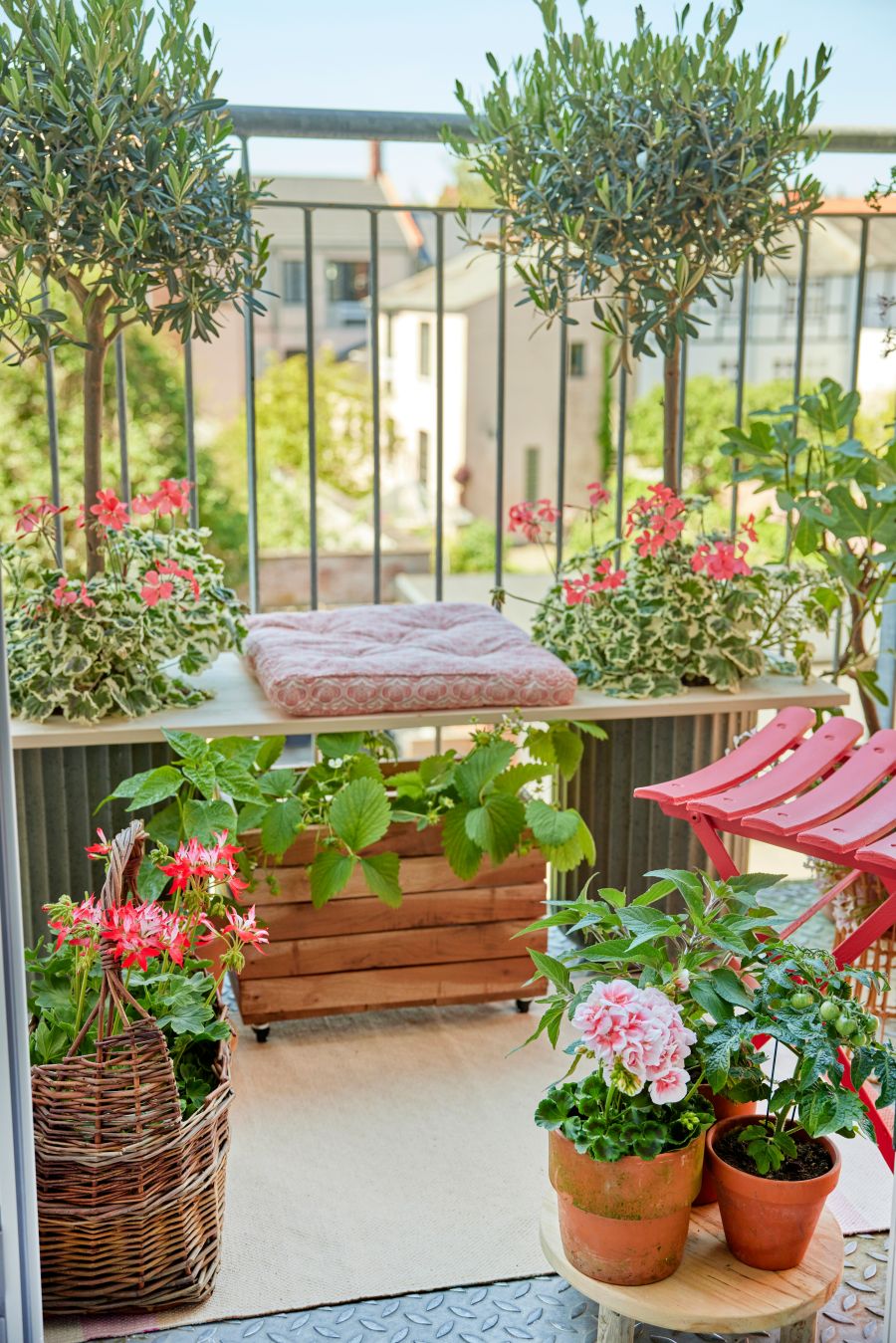 biljke cvijece za balkon pelargonije maslina