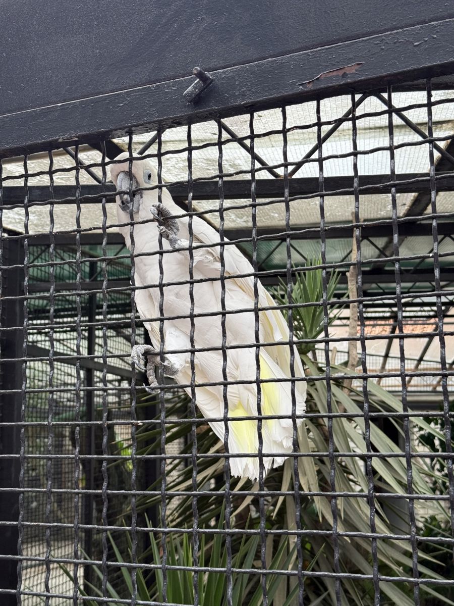 brijuni zoo papiga kakadu popularni titov koko