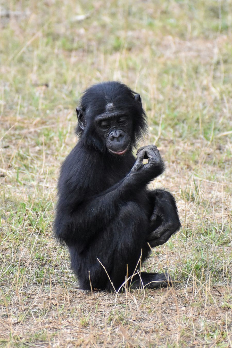 majmun bonobo miroljubivi majmuncic