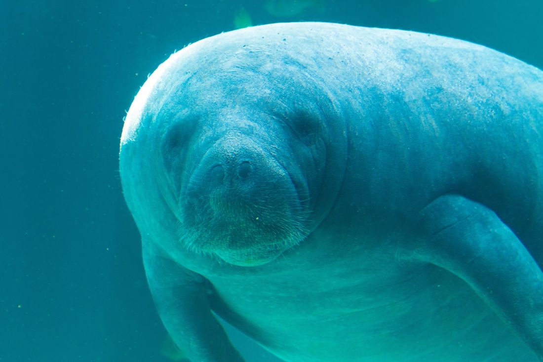 morska krava Lamantin Manatees