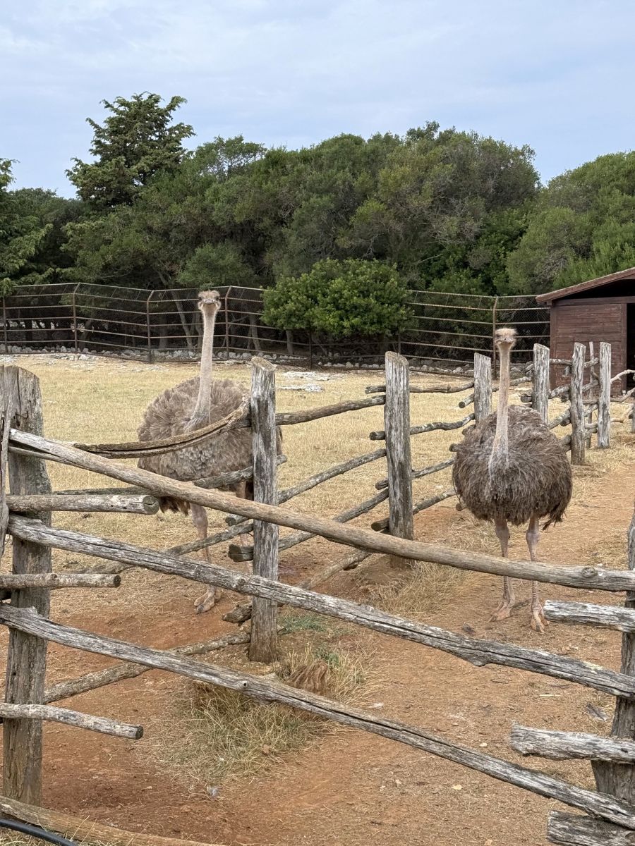 nojevi na otoku brijuni safari park hrvatska