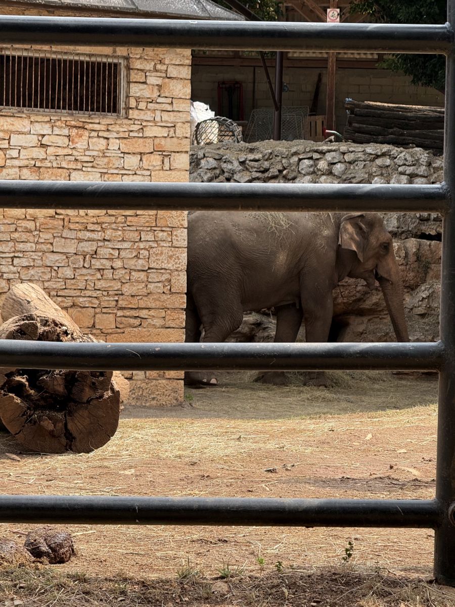 safari park brijuni slon