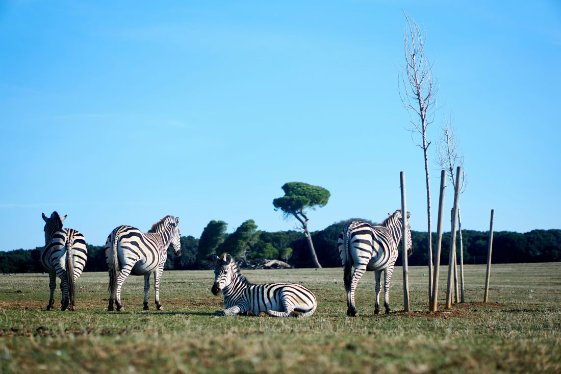 zebre Nacionalni park Brijuni Fazana Hrvatska