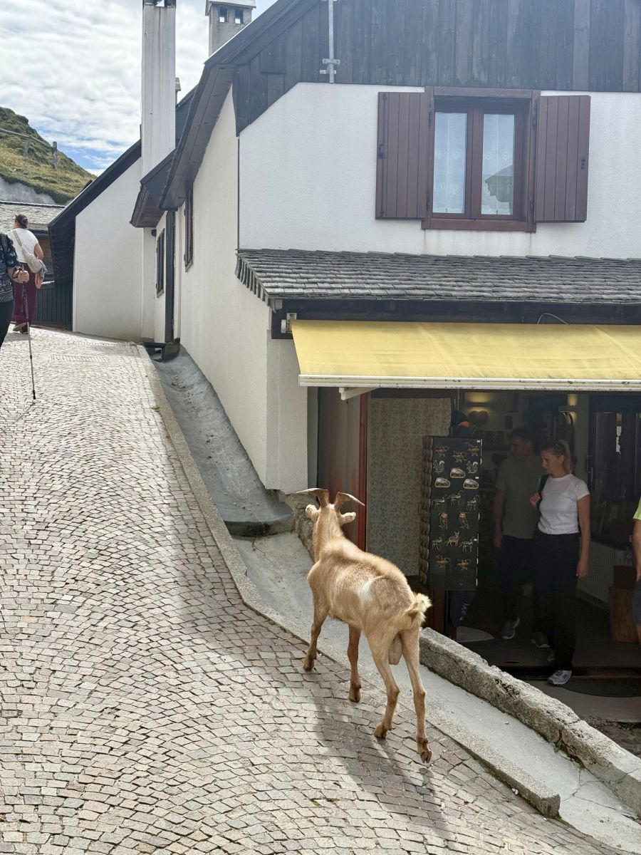 ulica gradica pitoma koza monte lussari italija alpe